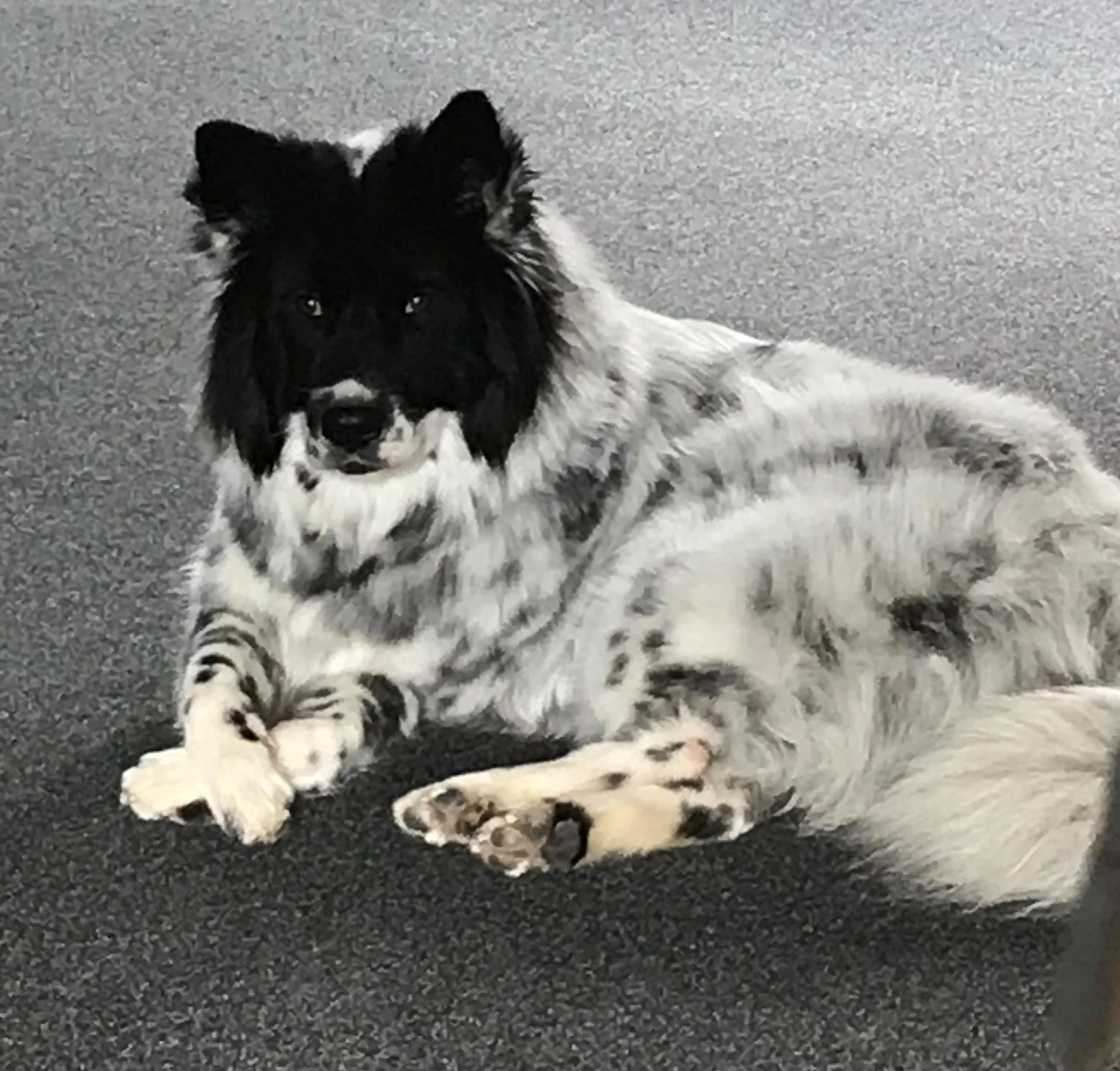 Lotte - Unser Therapiebegleithund